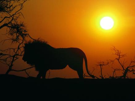 about_Us_hd-lion-wallpaper-10