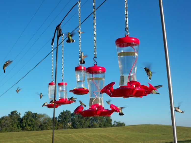 Hummingbirds 002[1] (2)