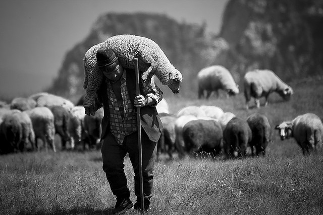 shepherd-carrying-sheep1