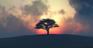 Life-of-Christ-Ew-The-Parable-of-the-Mustard-Seed